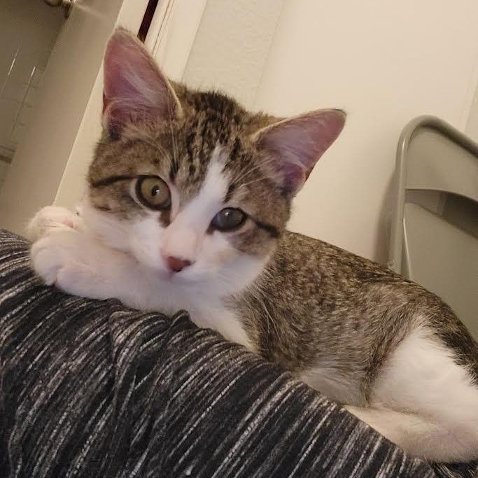 Enlarge Billy Starkey, an adopted Domestic Short Hair in Denver, CO image 1/6