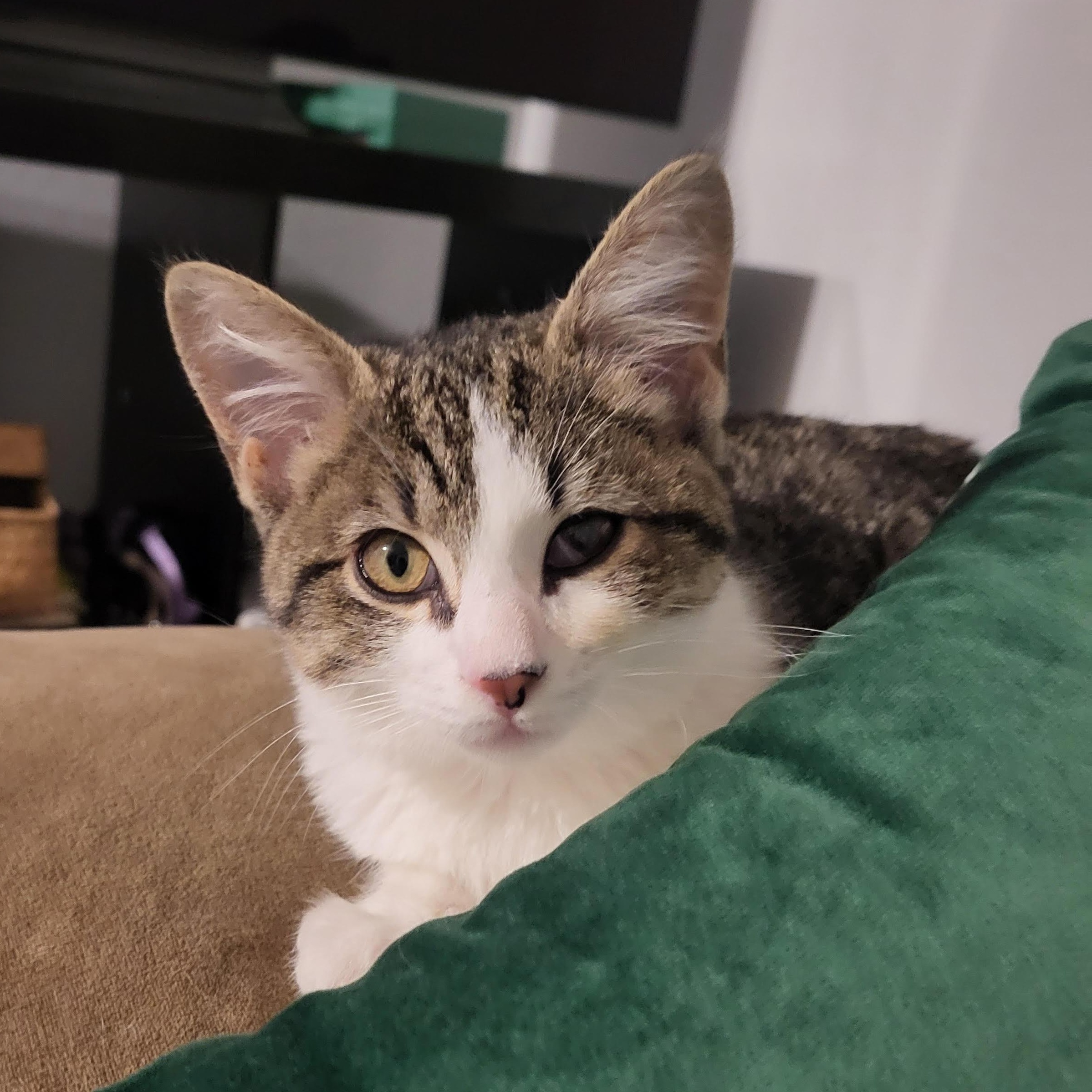 Enlarge Billy Starkey, an adopted Domestic Short Hair in Denver, CO image 6/6