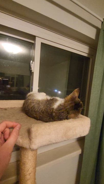 Enlarge Billy Starkey, an adopted Domestic Short Hair in Denver, CO video 5/6