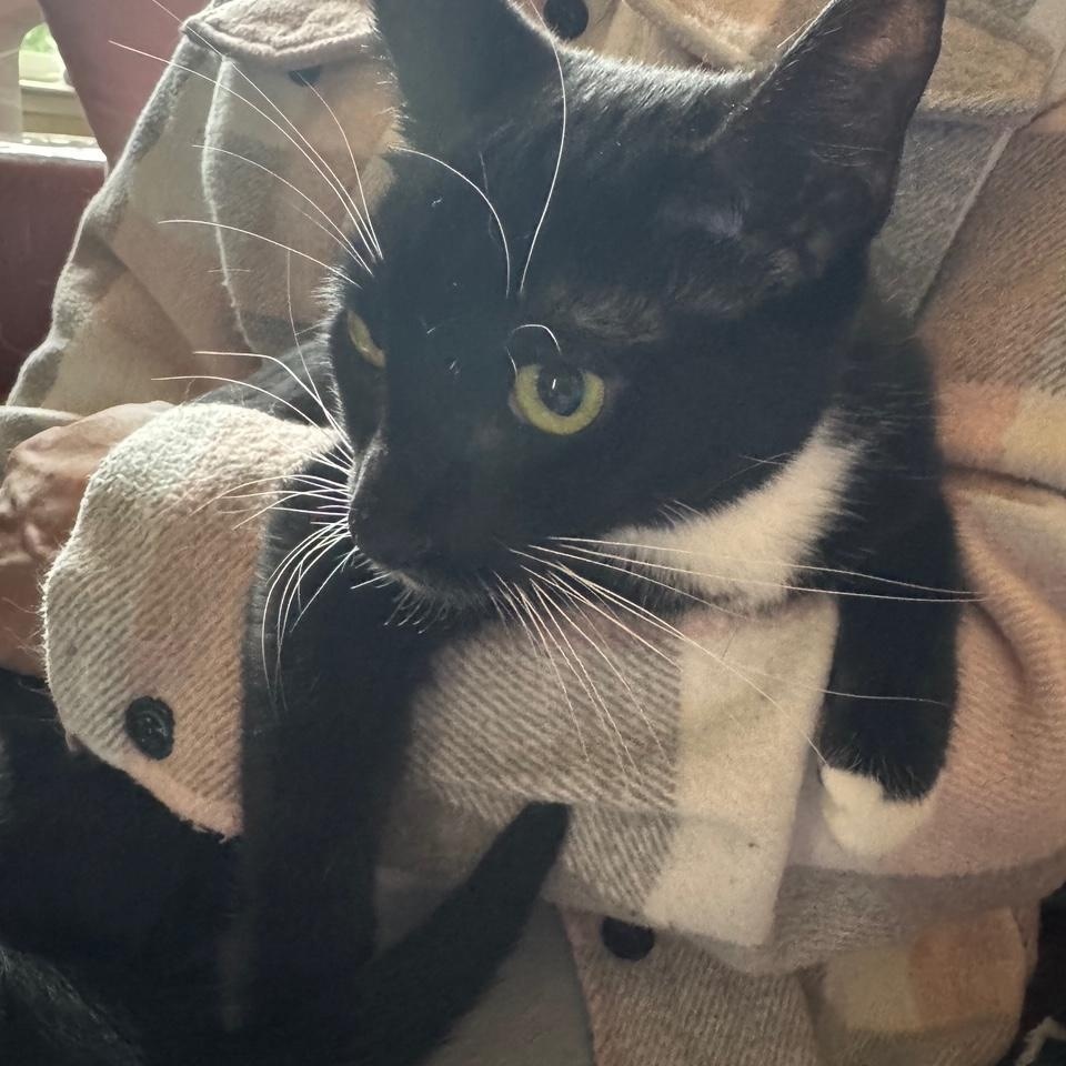 Enlarge Mini Mittens, a Adoptable Domestic Short Hair in Lodi, CA image 2/5