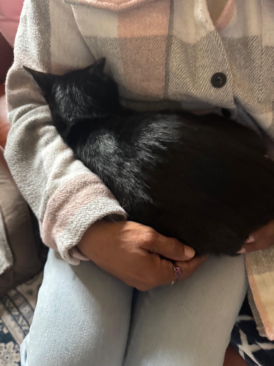 Enlarge Mini Mittens, a Adoptable Domestic Short Hair in Lodi, CA image 3/5