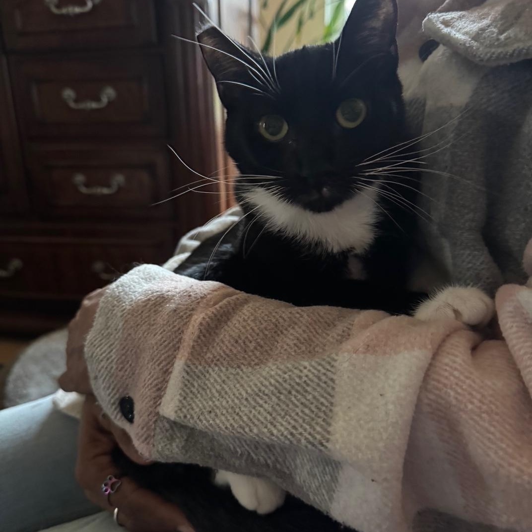 Enlarge Mini Mittens, a Adoptable Domestic Short Hair in Lodi, CA image 1/5