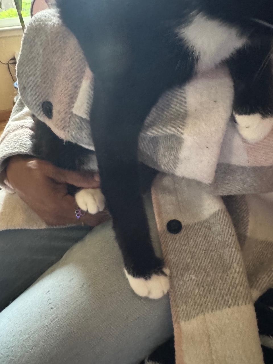 Enlarge Mini Mittens, a Adoptable Domestic Short Hair in Lodi, CA image 4/5