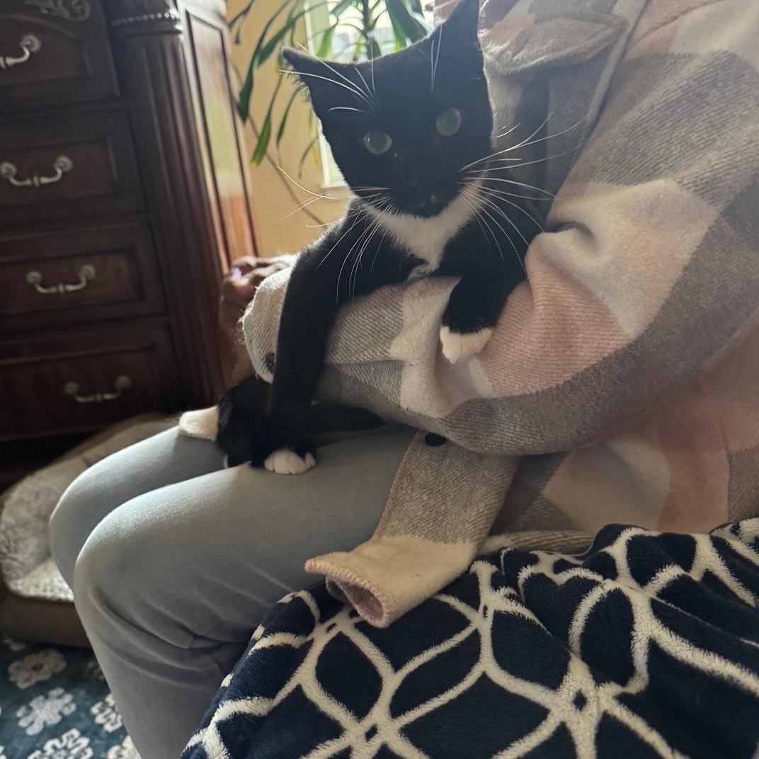 Enlarge Mini Mittens, a Adoptable Domestic Short Hair in Lodi, CA image 5/5