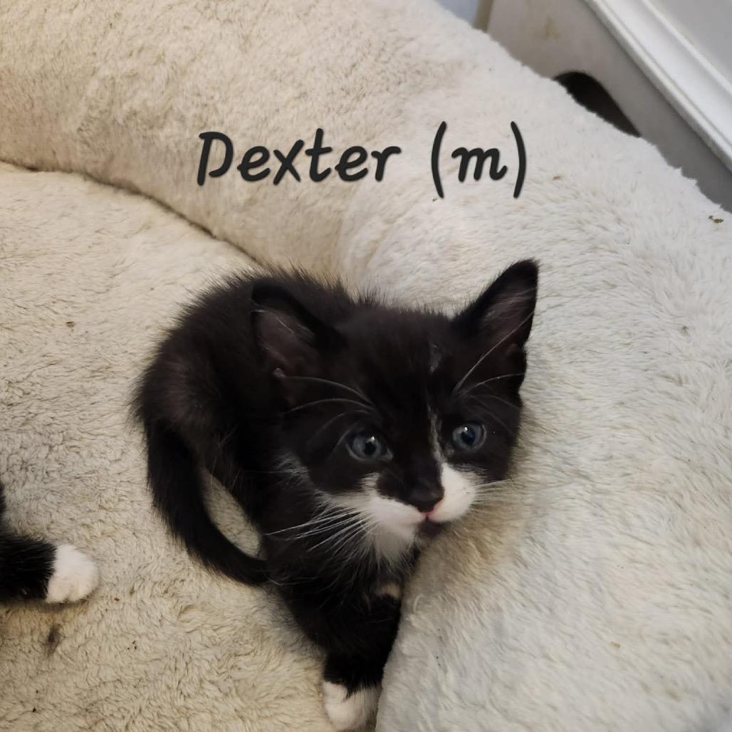 Dexter — thumbnail 2