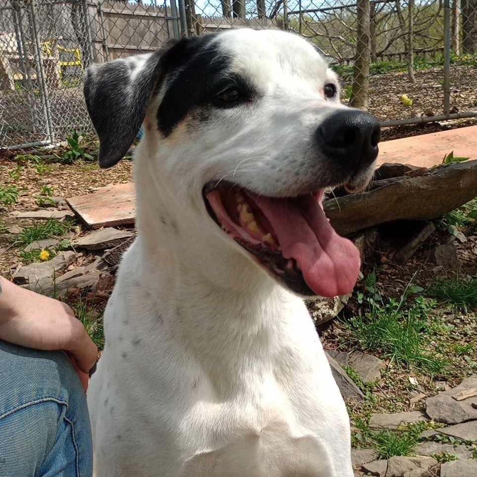 J.J, a Adoptable mixed breed in Saugerties, NY image 2/6
