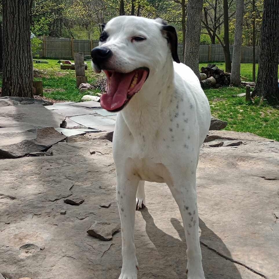 J.J, a Adoptable mixed breed in Saugerties, NY image 3/6