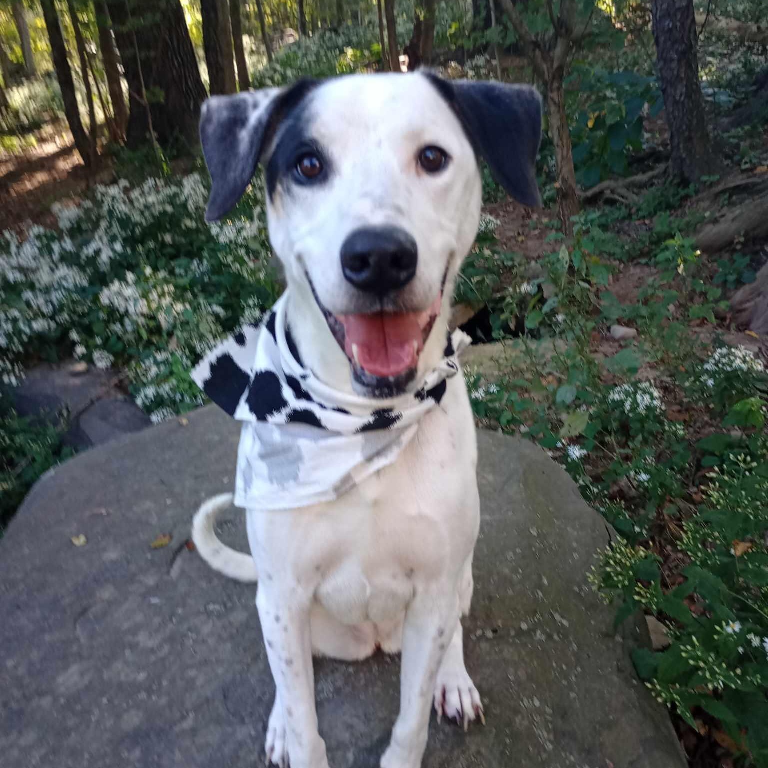 J.J, a Adoptable mixed breed in Saugerties, NY image 1/6