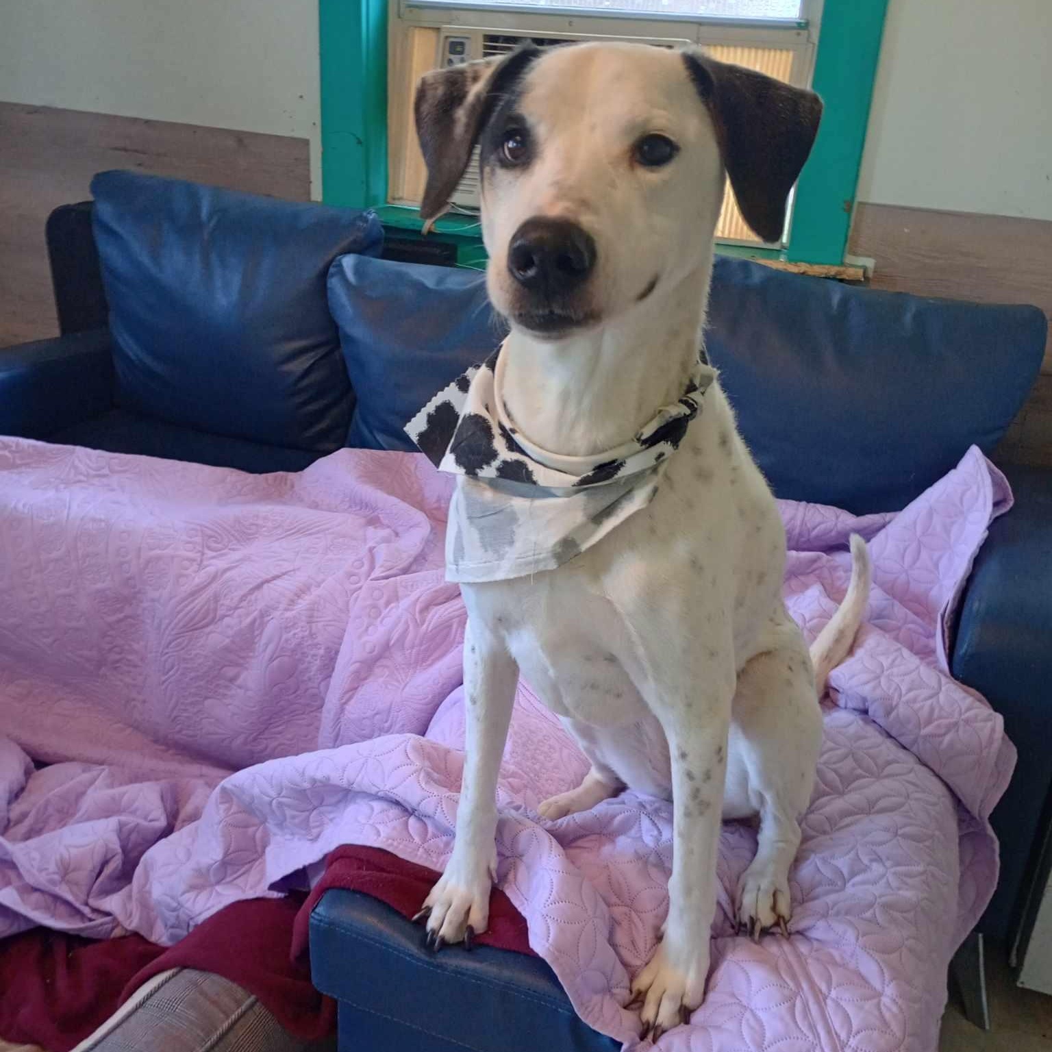 J.J, a Adoptable mixed breed in Saugerties, NY image 4/6