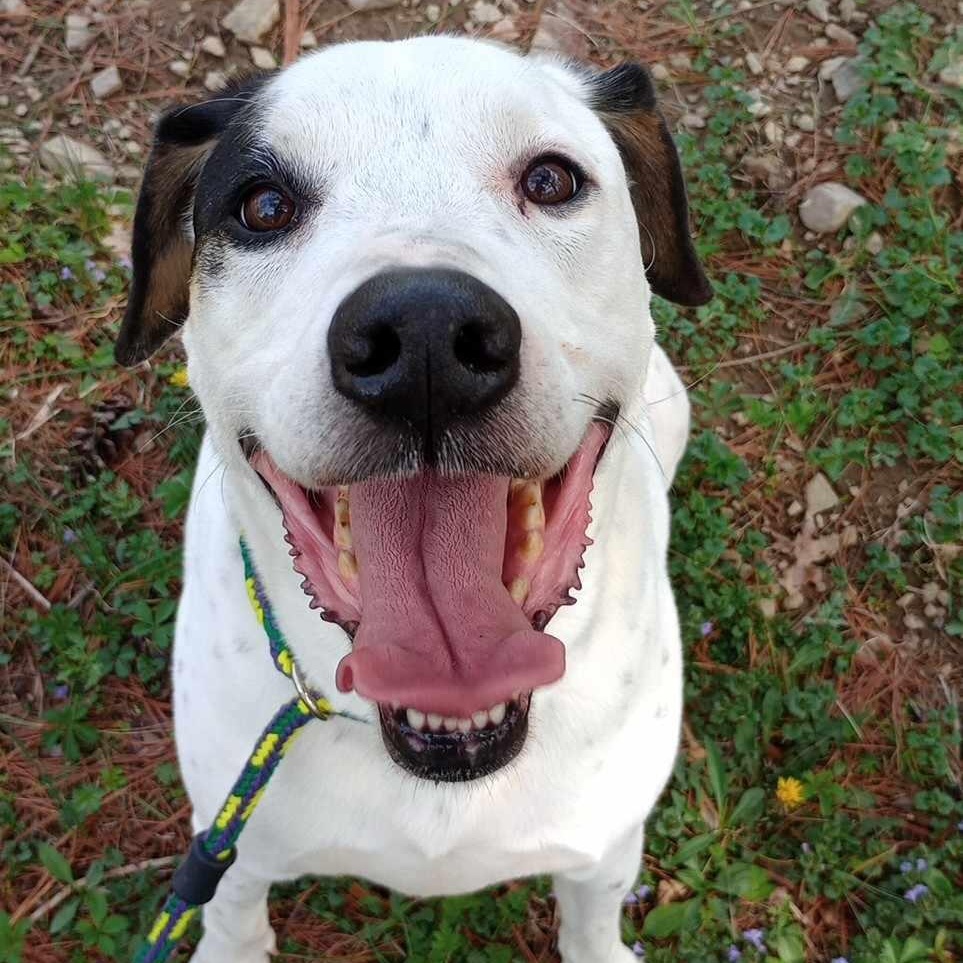 J.J, a Adoptable mixed breed in Saugerties, NY image 5/6