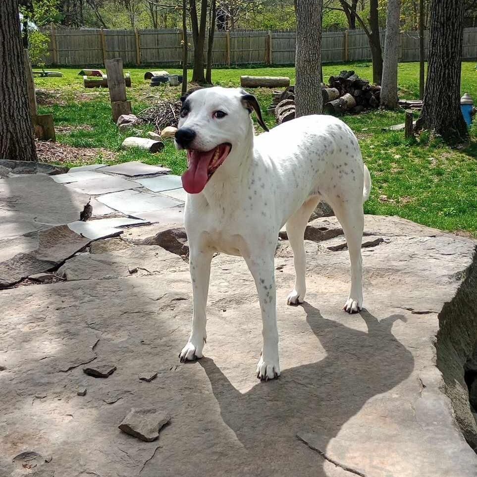 J.J, a Adoptable mixed breed in Saugerties, NY image 6/6