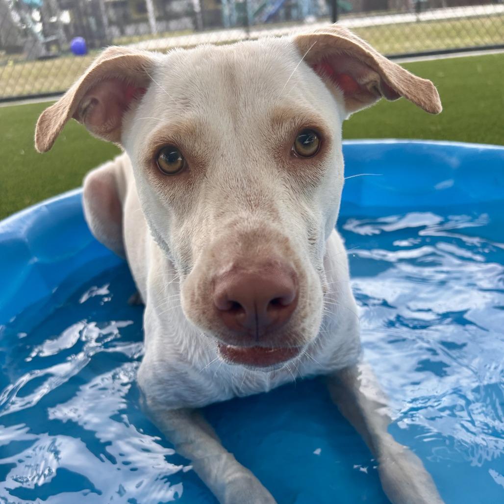 Enlarge Angie, a Adoptable Mixed Breed in Bradenton, FL image 1/4
