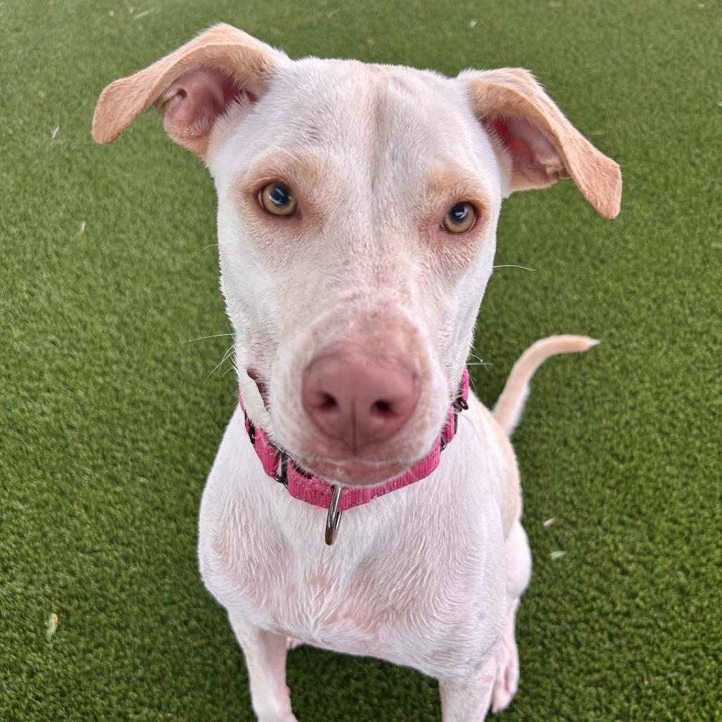 Enlarge Angie, a Adoptable Mixed Breed in Bradenton, FL image 2/4