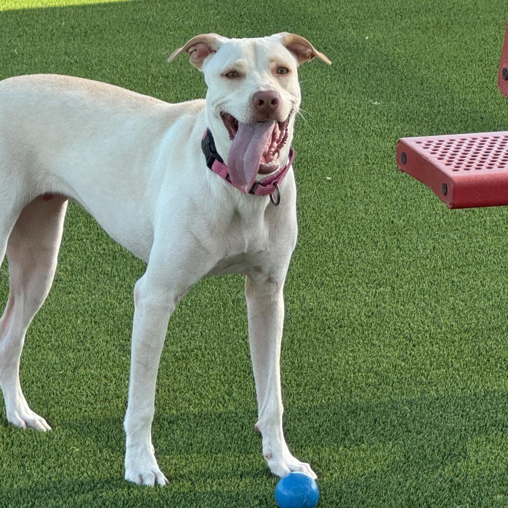 Enlarge Angie, a Adoptable Mixed Breed in Bradenton, FL image 3/4