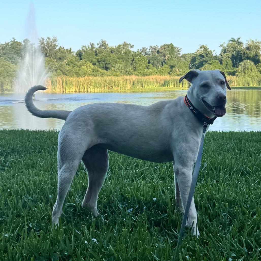 Enlarge Angie, a Adoptable Mixed Breed in Bradenton, FL image 4/4