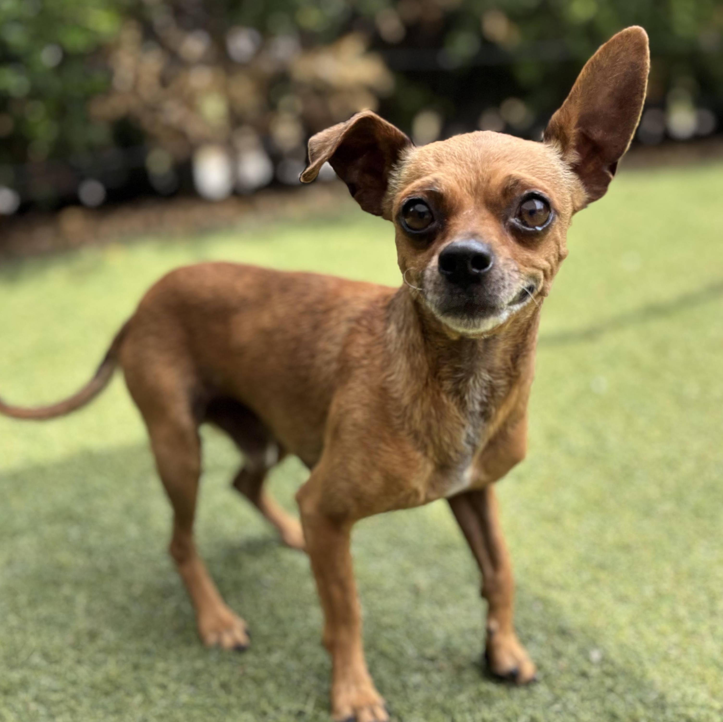 Benicio, adopted, Young Male Chihuahua.