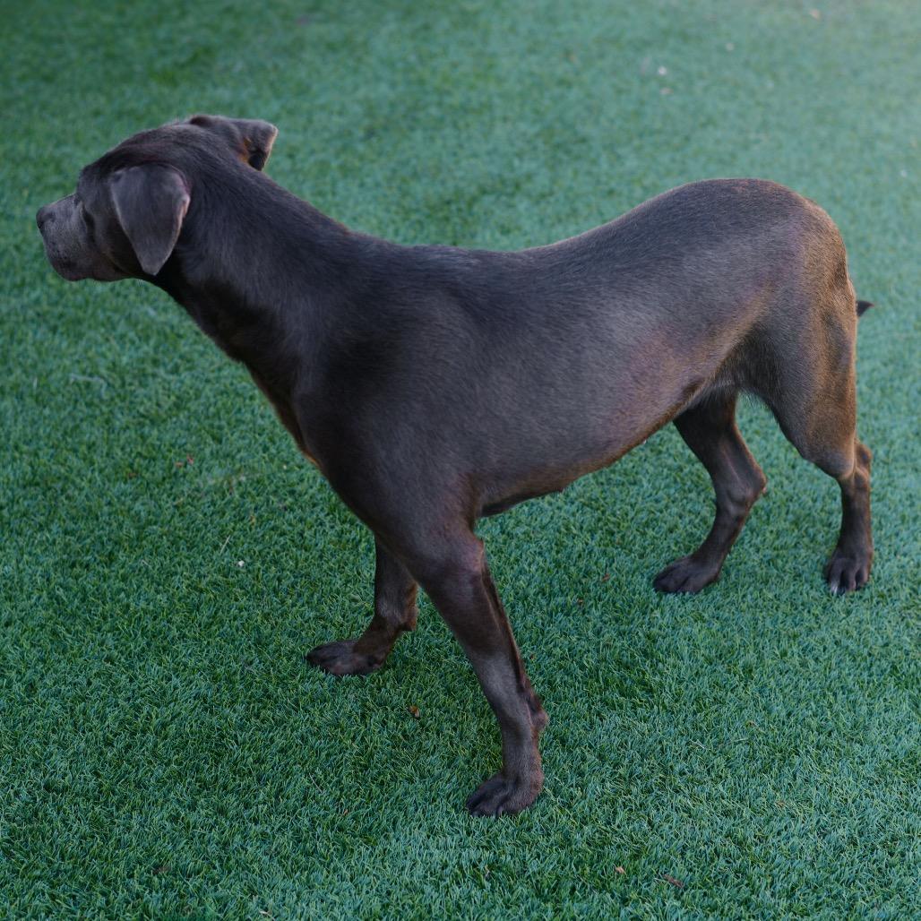 Hela, Adoptable, Adult Female Mixed Breed.