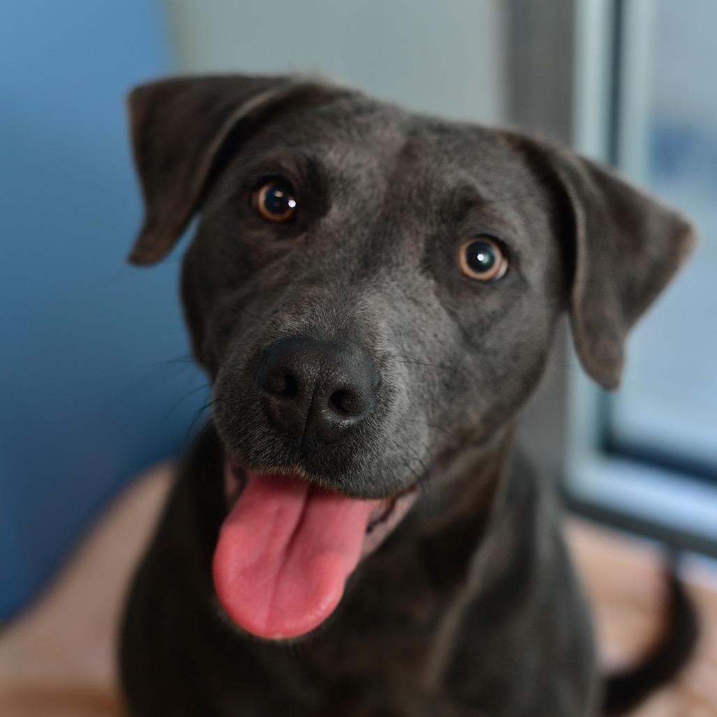 Hela, a Adoptable Mixed Breed in Ottawa, KS image 2/2