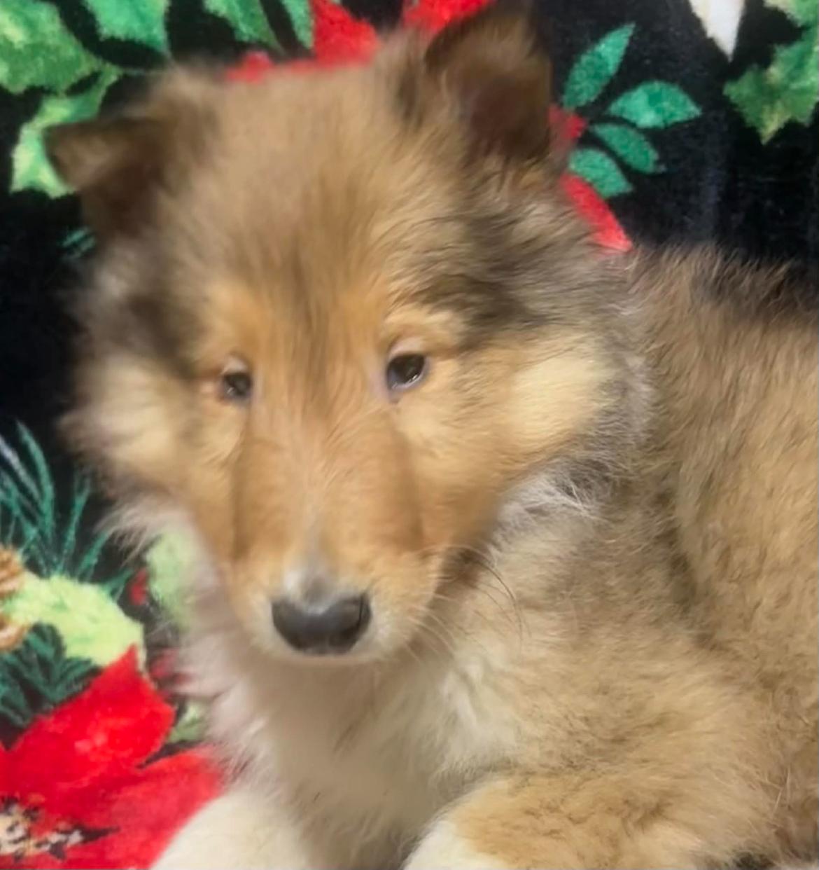 Duke!!, a ADOPTABLE Rough Collie in Celina, OH image 1/6
