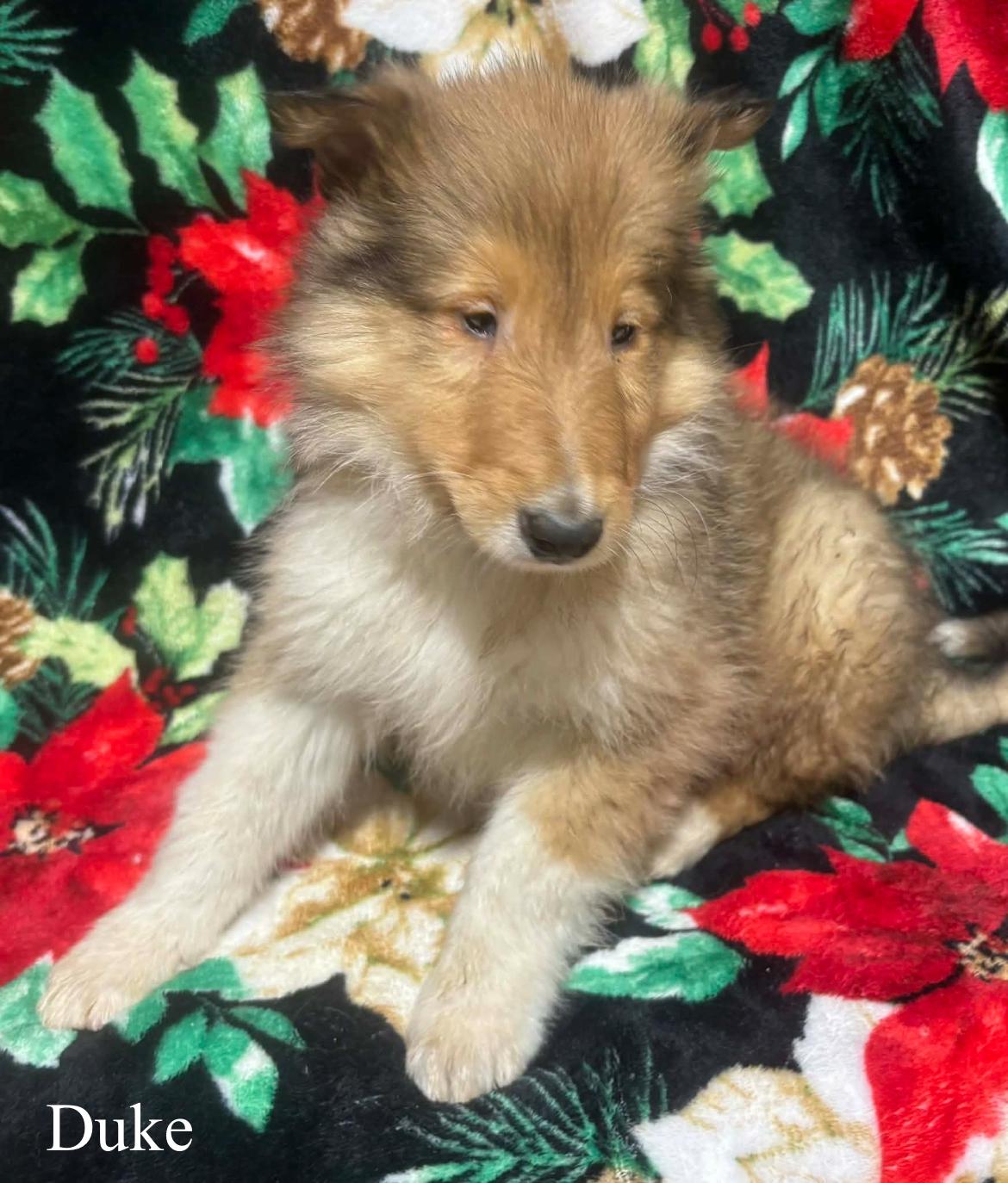 Duke!!, a ADOPTABLE Rough Collie in Celina, OH image 2/6