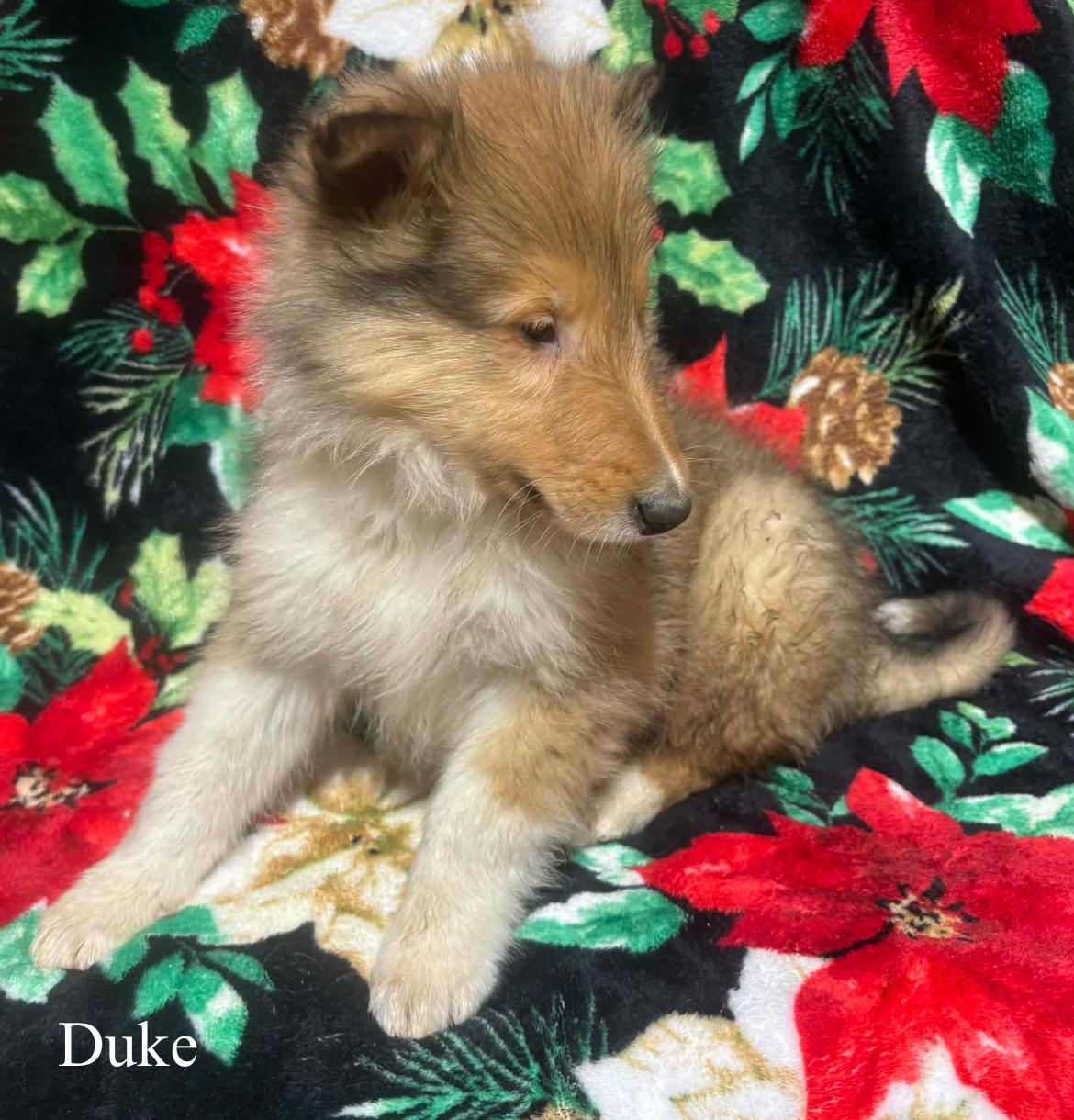 Duke!!, a ADOPTABLE Rough Collie in Celina, OH image 3/6