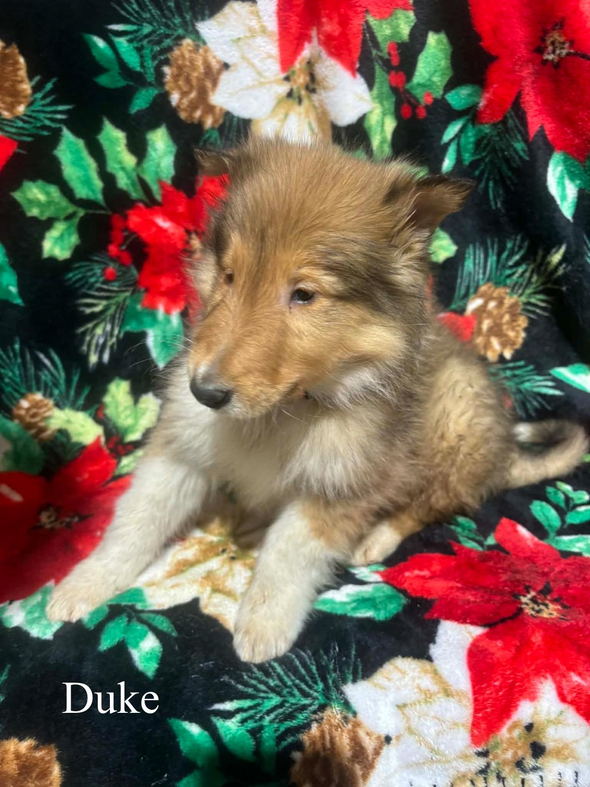 Duke!!, a ADOPTABLE Rough Collie in Celina, OH image 4/6