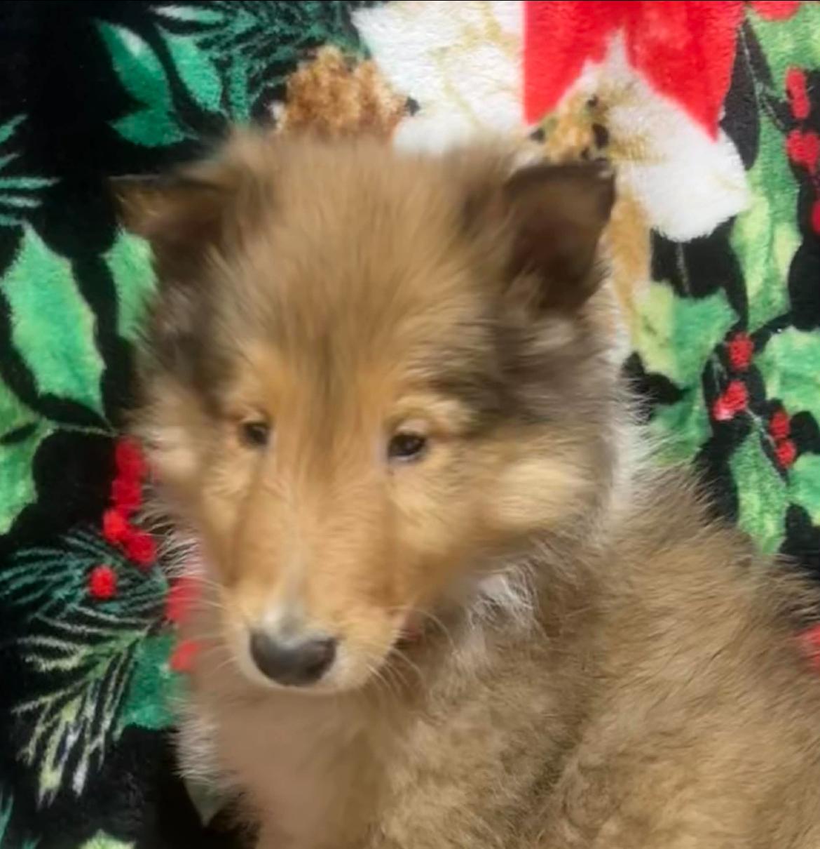 Duke!!, a ADOPTABLE Rough Collie in Celina, OH image 5/6