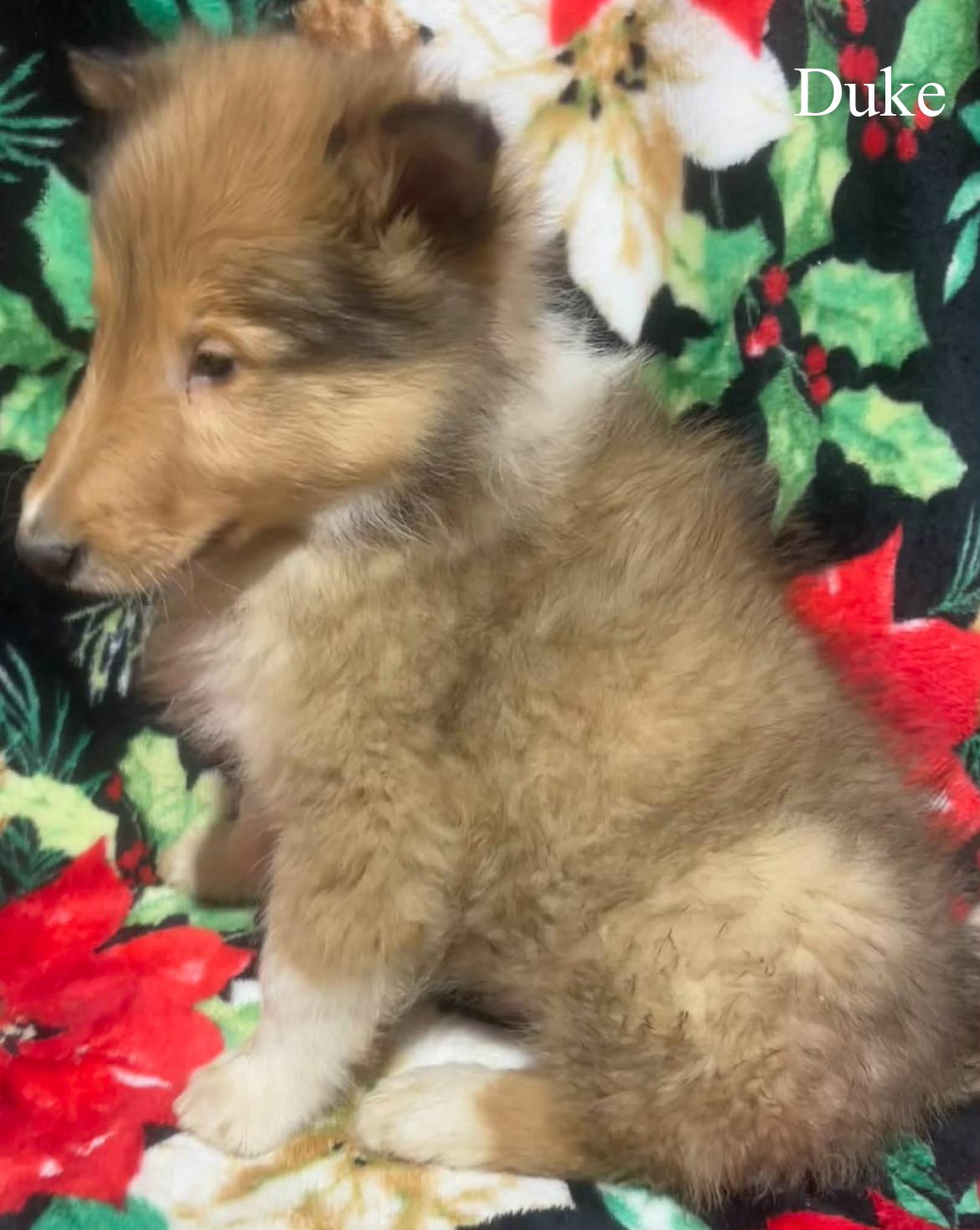 Duke!!, a ADOPTABLE Rough Collie in Celina, OH image 6/6