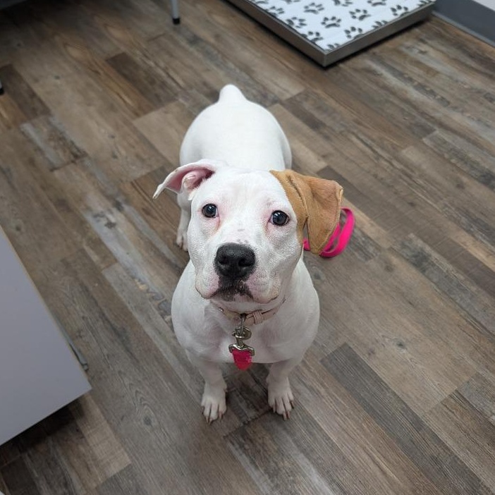 Enlarge Rosie, a Adoptable Pit Bull Terrier in Oconto, WI image 2/3