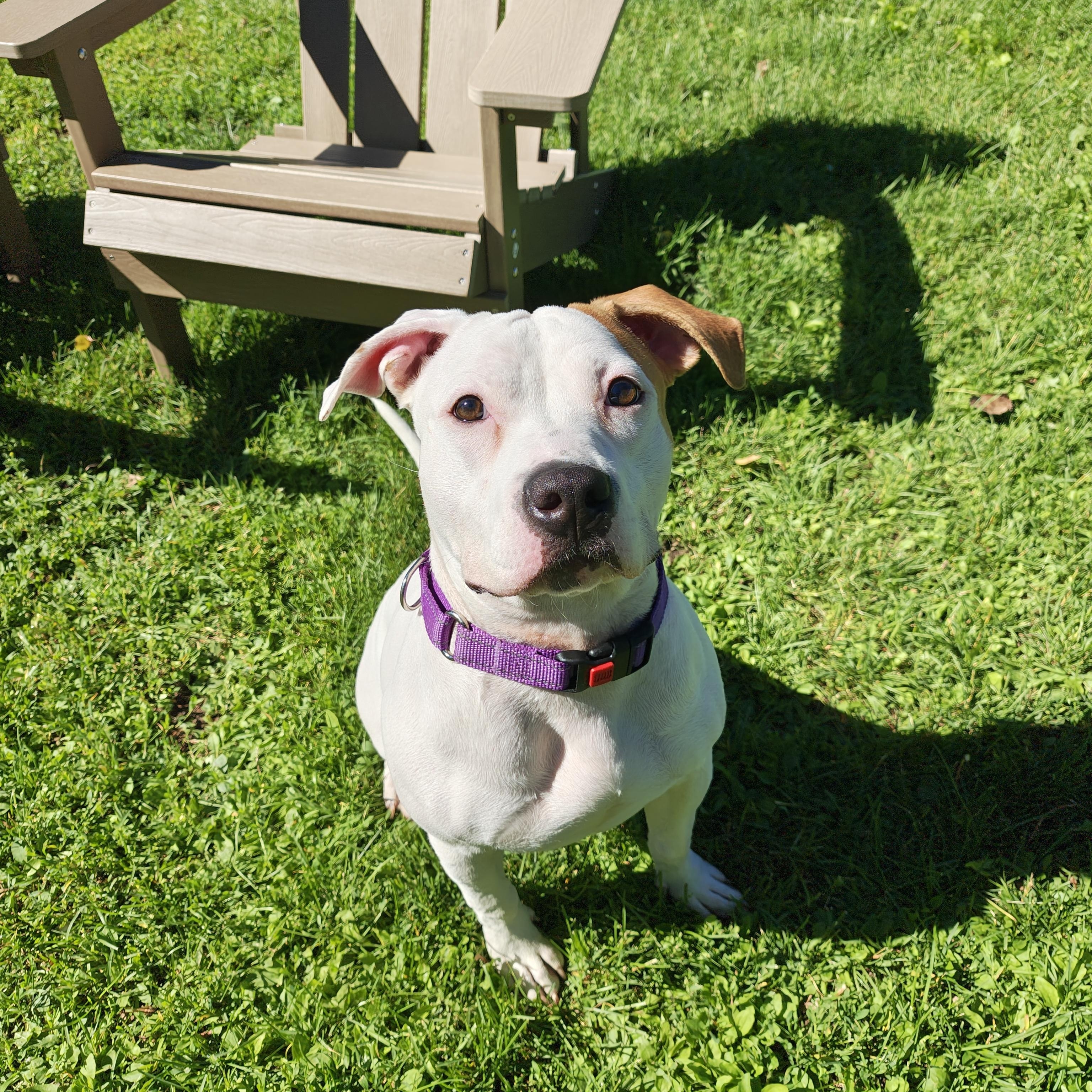 Enlarge Rosie, a Adoptable Pit Bull Terrier in Oconto, WI image 3/3