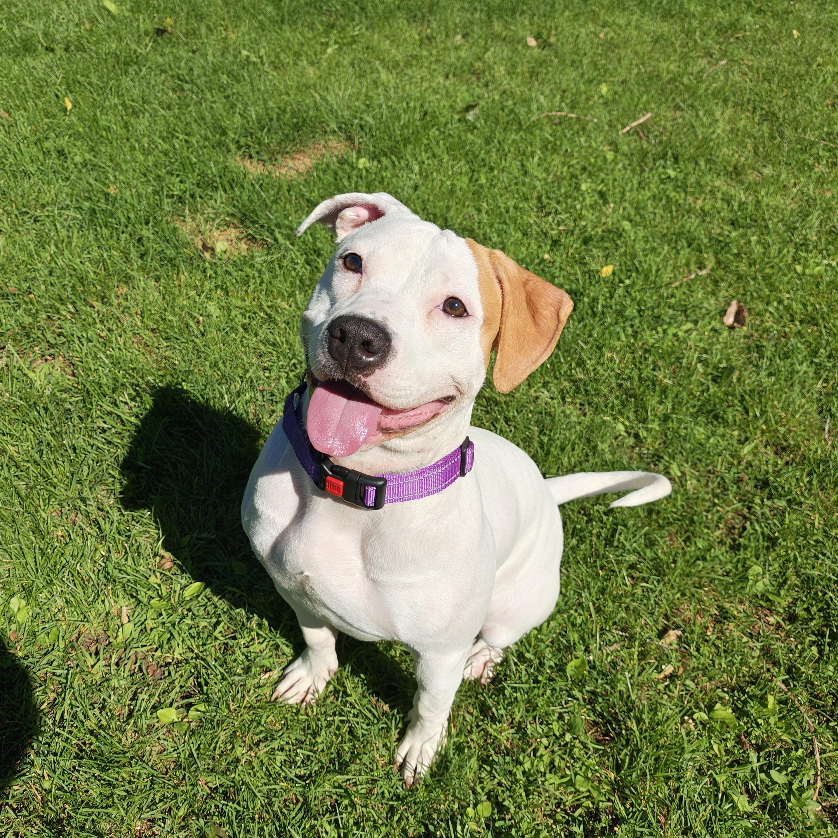 Rosie, Adoptable, Young Female Pit Bull Terrier.