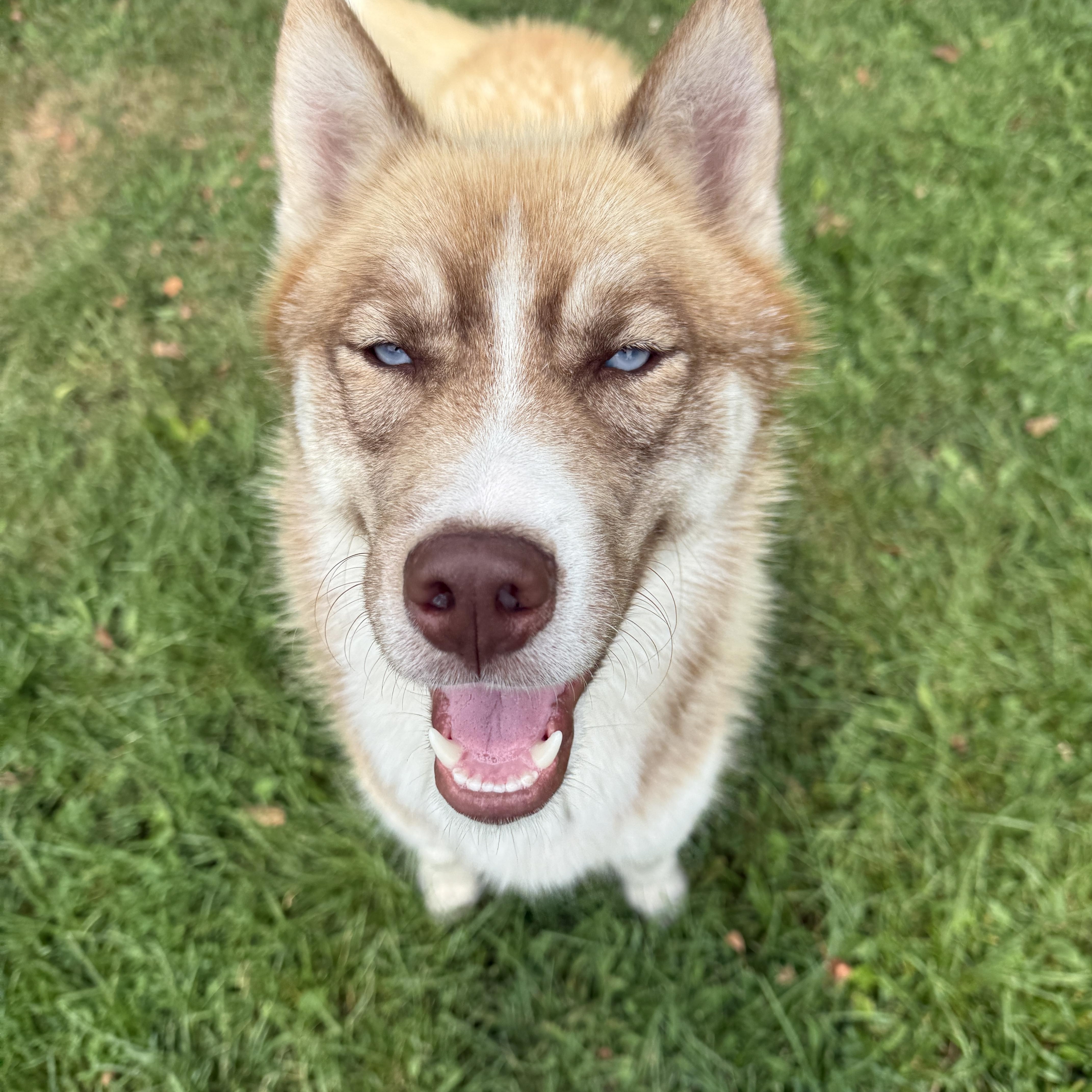 Bandit, an adoptable Husky in Oconto, WI image 2/5