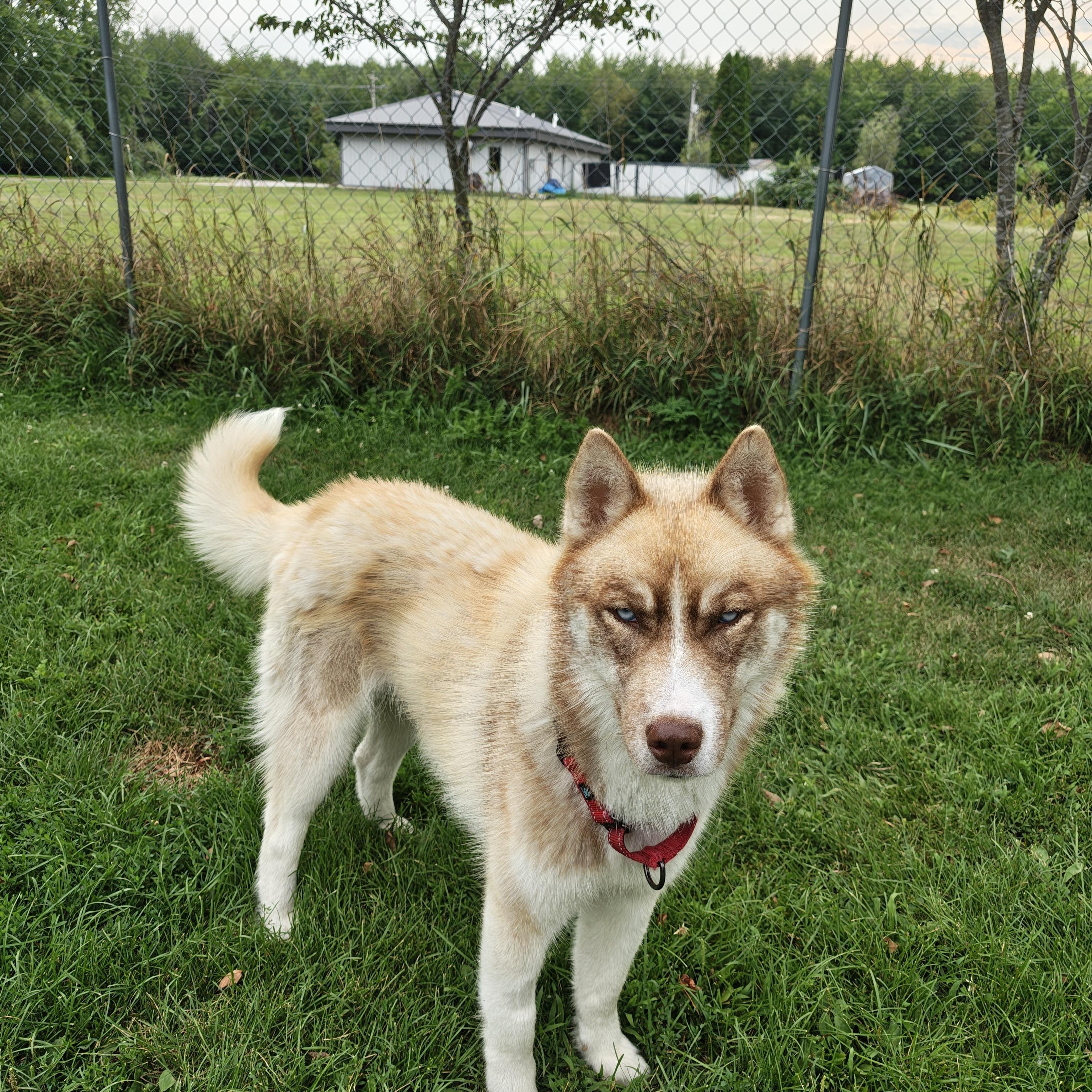 Bandit, an adoptable Husky in Oconto, WI image 5/5