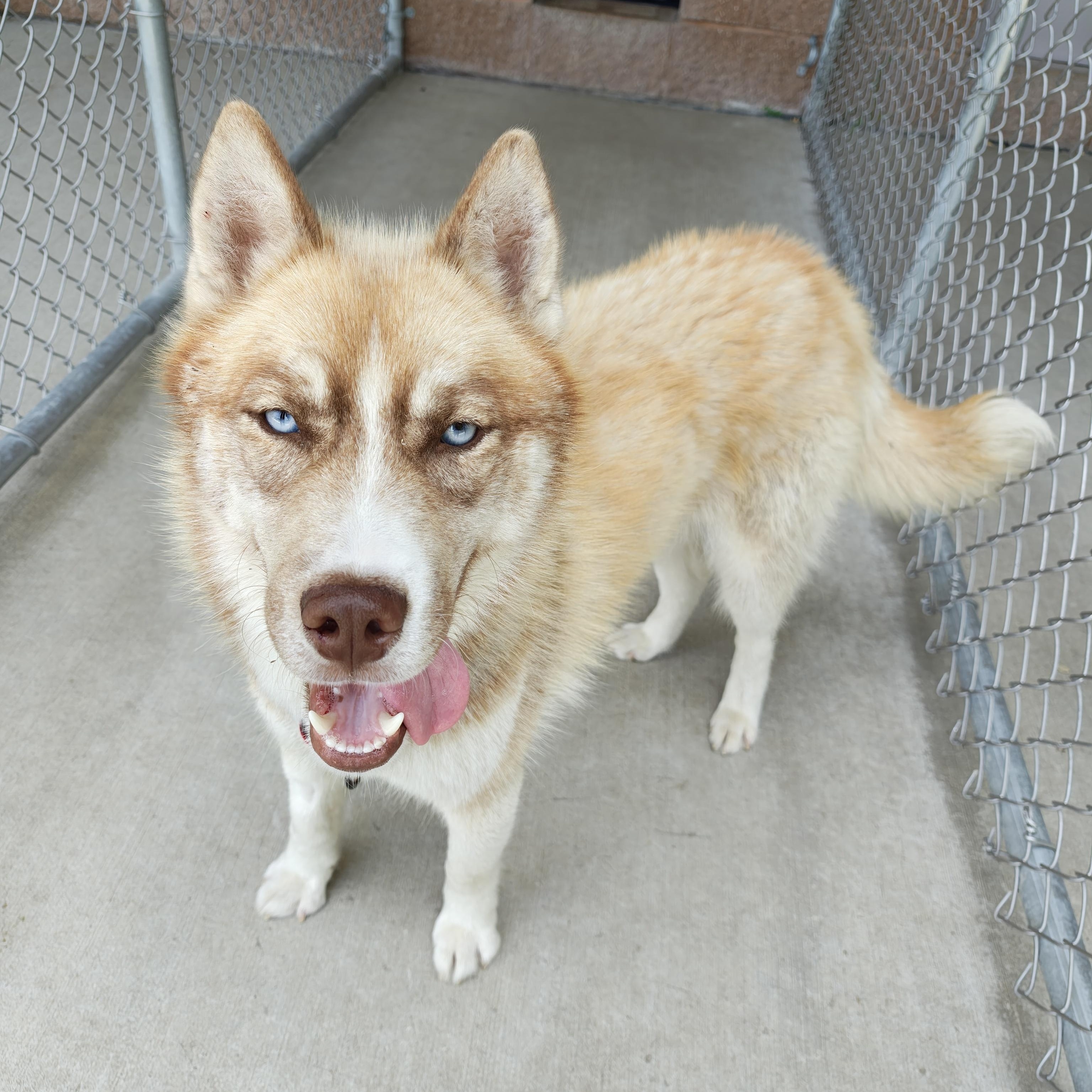 Bandit, an adoptable Husky in Oconto, WI image 1/5