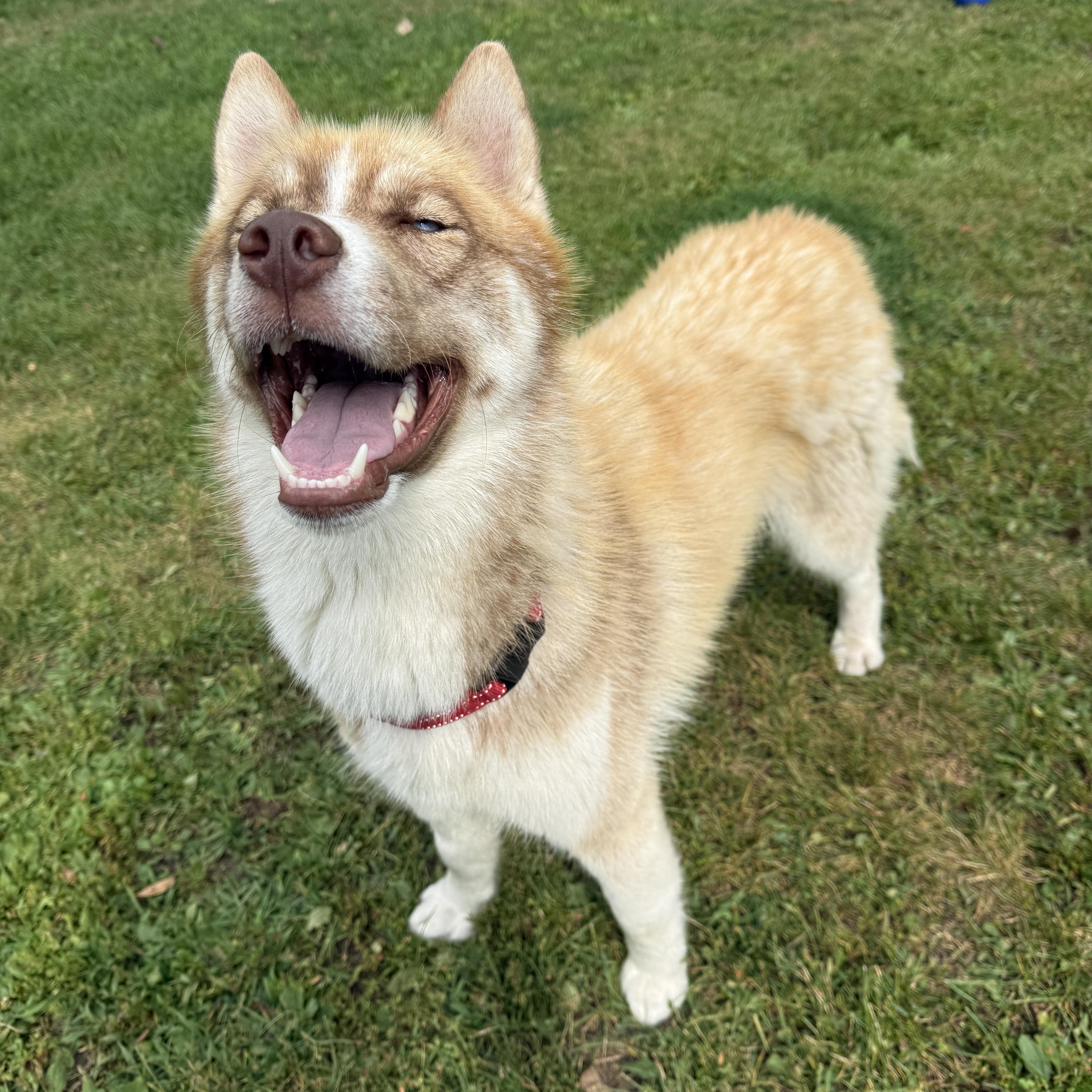 Bandit, an adoptable Husky in Oconto, WI image 3/5