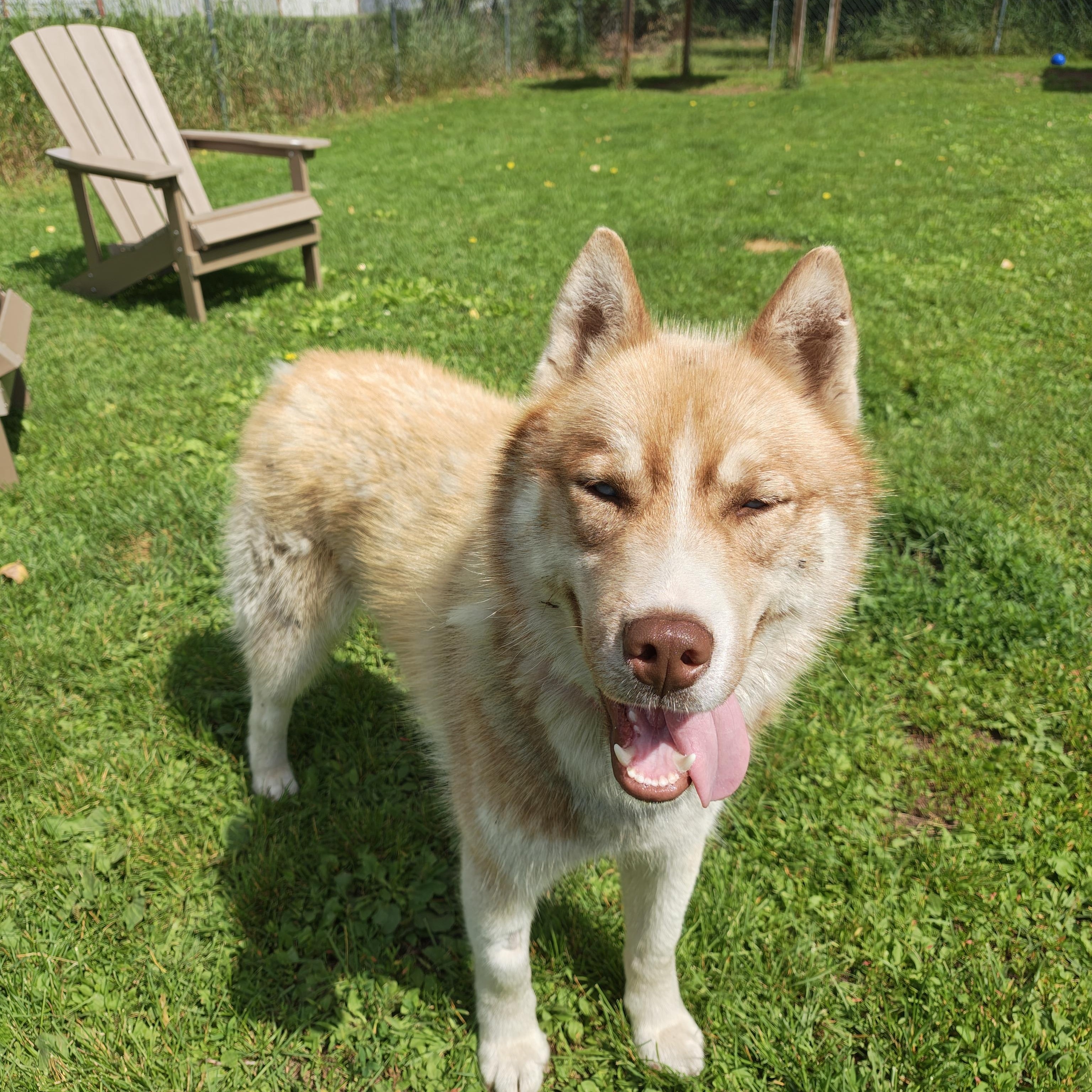 Bandit, an adoptable Husky in Oconto, WI image 4/5