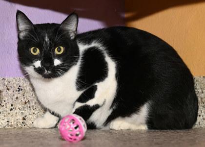 Picasso, adopted, Young Male Domestic Short Hair.