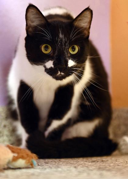 Enlarge Picasso, an adopted Domestic Short Hair in Baton Rouge, LA image 2/2