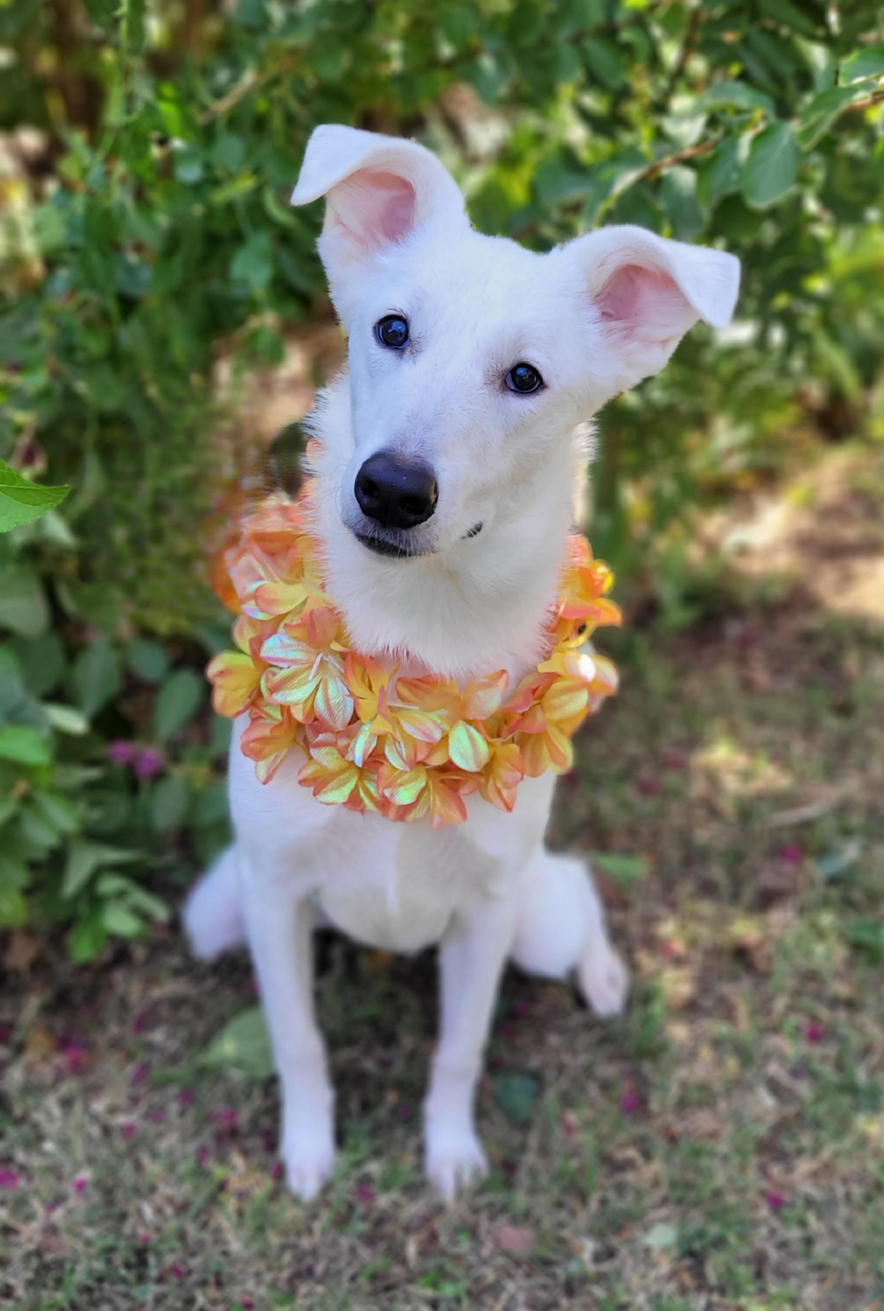 Sosha, Adoptable, Young Female Siberian Husky & German Shepherd Dog.