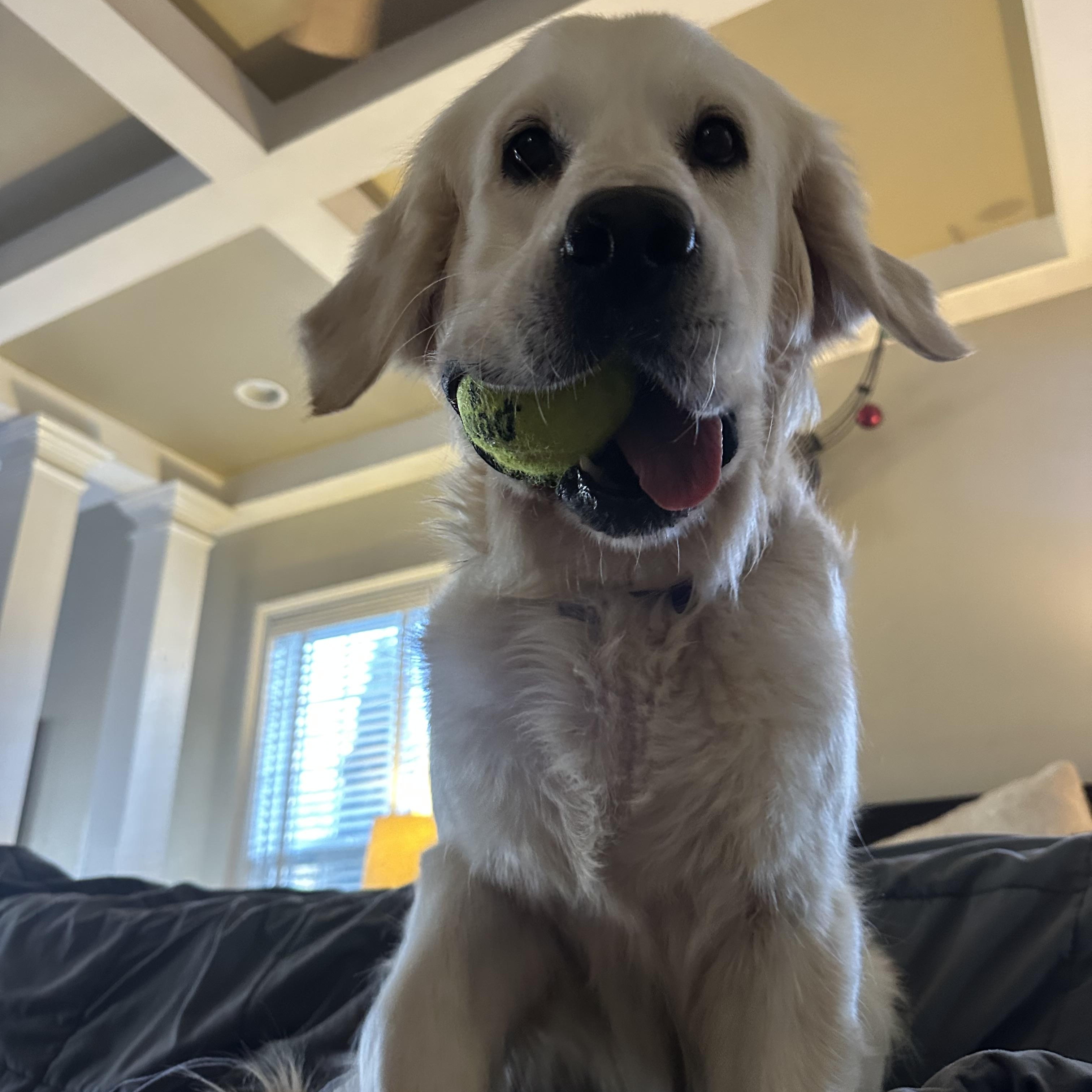 Birdie, a ADOPTABLE Golden Retriever in Atlanta, GA image 4/5