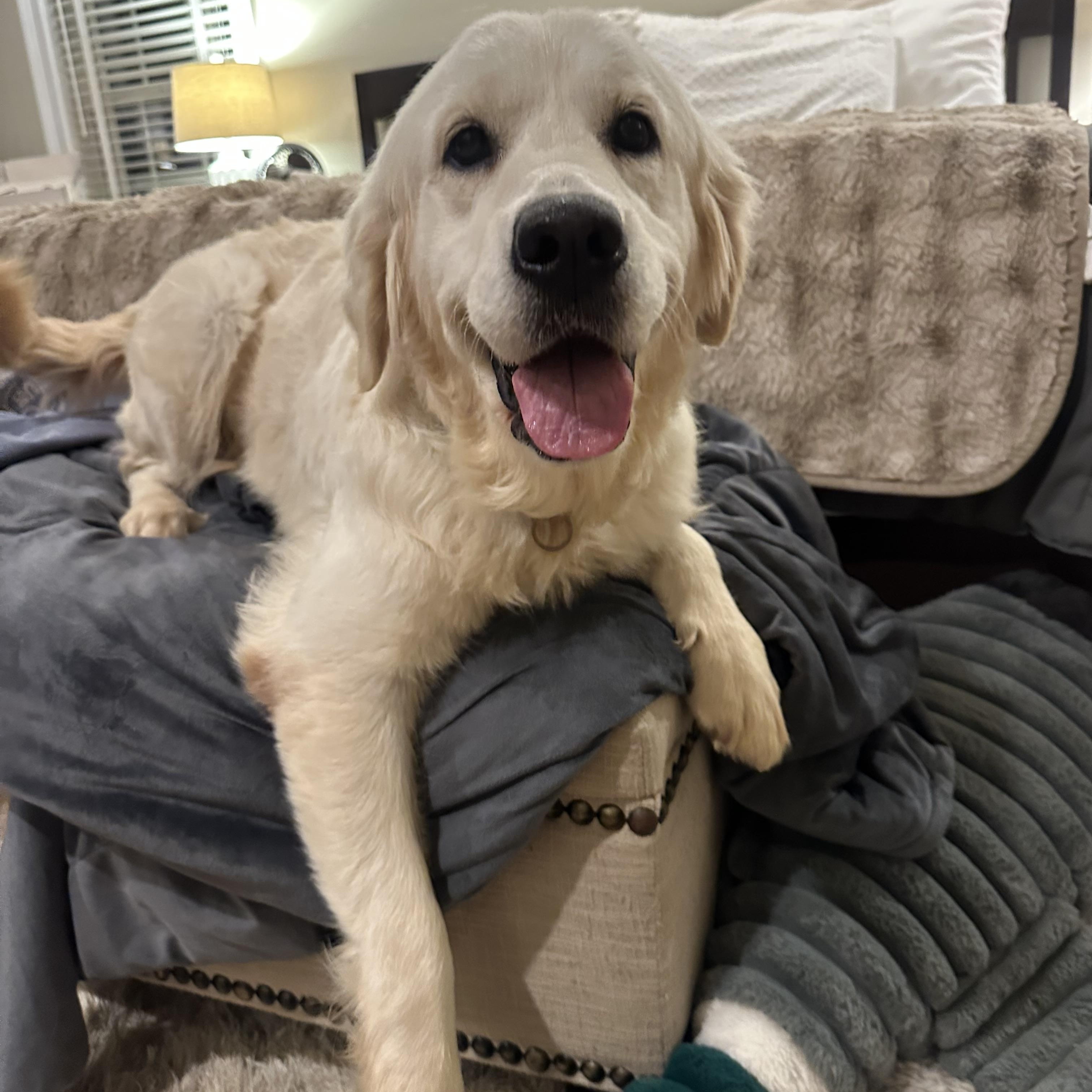 Birdie, a ADOPTABLE Golden Retriever in Atlanta, GA image 5/5