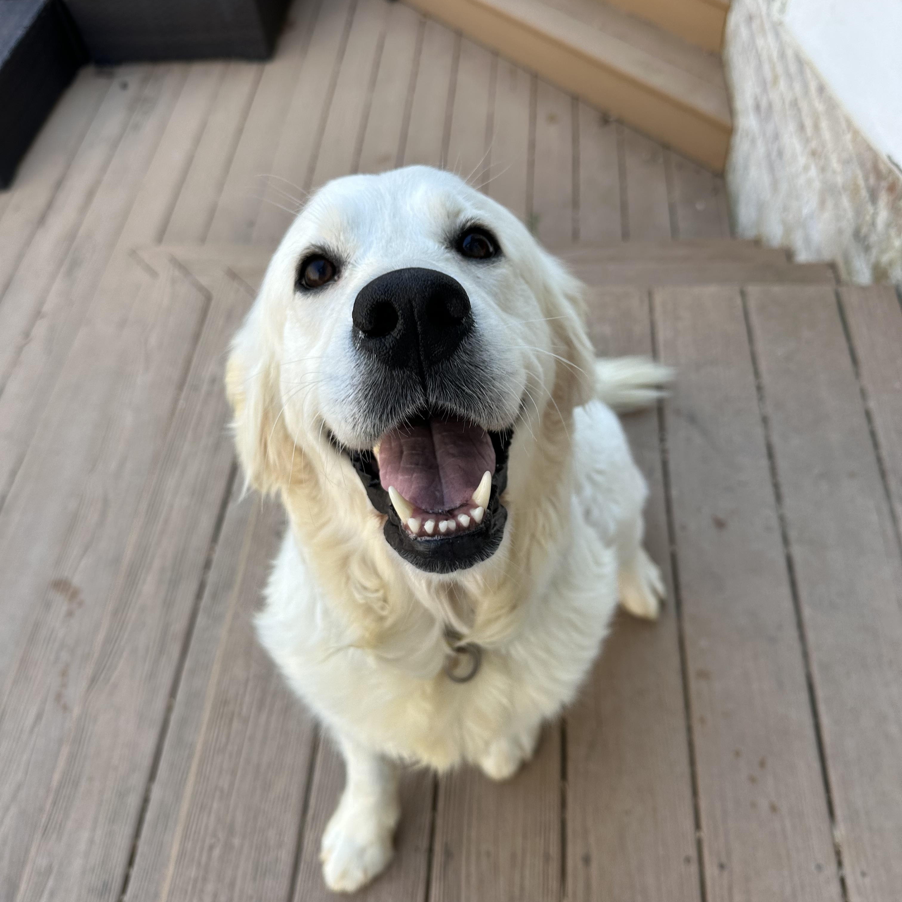 Birdie, a ADOPTABLE Golden Retriever in Atlanta, GA image 2/5