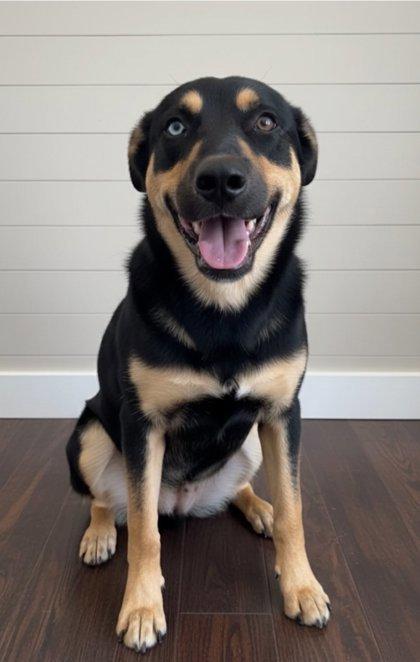 Enlarge Star, a Adoptable mixed breed in Cibolo, TX image 1/1