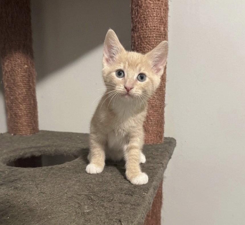 Sand, Adoptable, Young Male Domestic Short Hair.