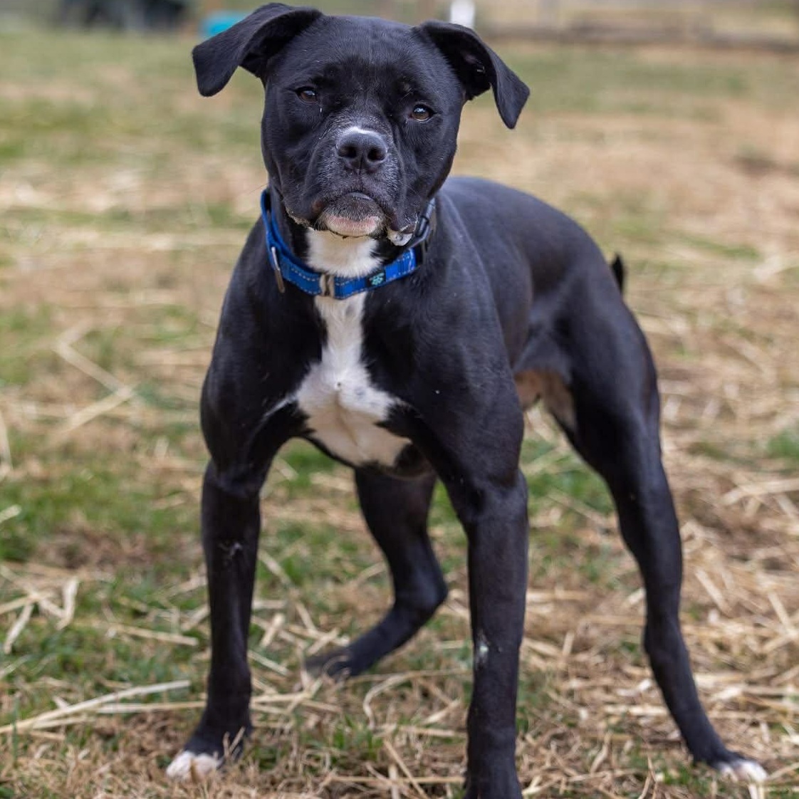 Enlarge Apple , a ADOPTABLE mixed breed in Burlington, CT image 2/6