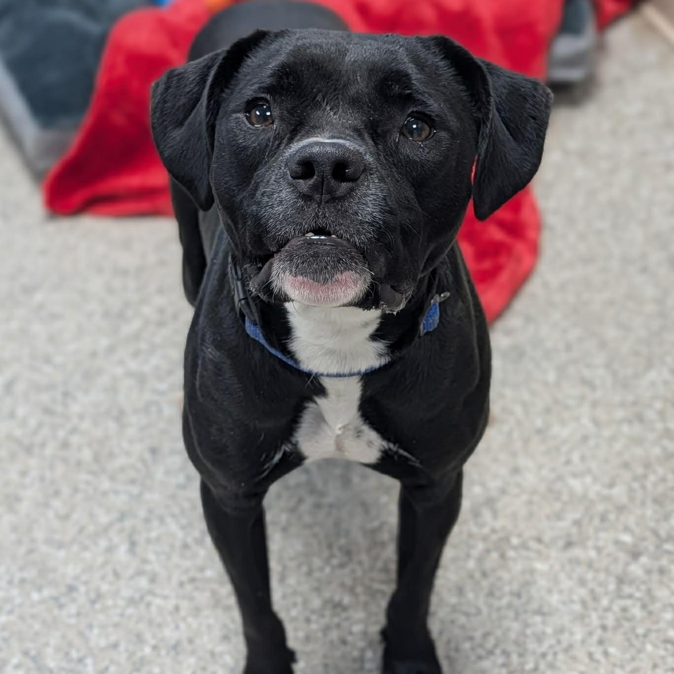 Enlarge Apple , a ADOPTABLE mixed breed in Burlington, CT image 4/6