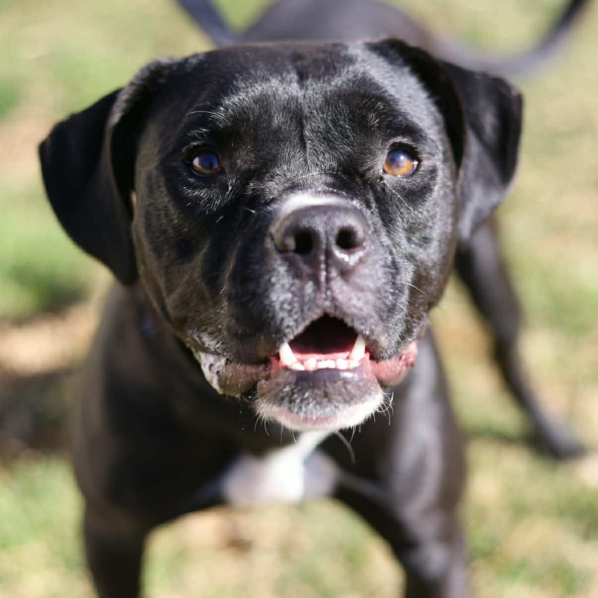 Enlarge Apple , a ADOPTABLE mixed breed in Burlington, CT image 1/6