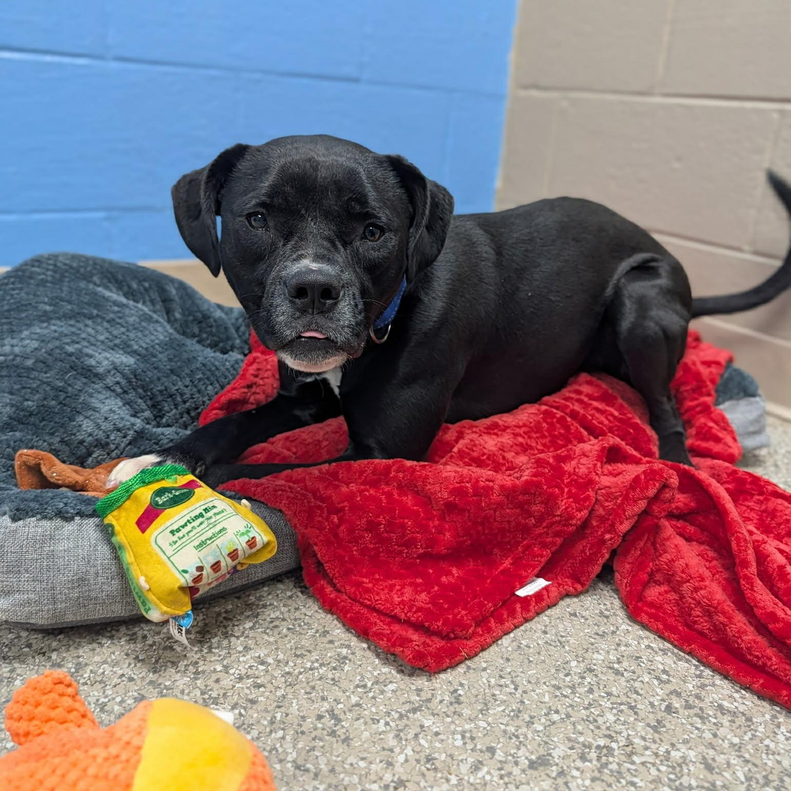 Enlarge Apple , a ADOPTABLE mixed breed in Burlington, CT image 3/6