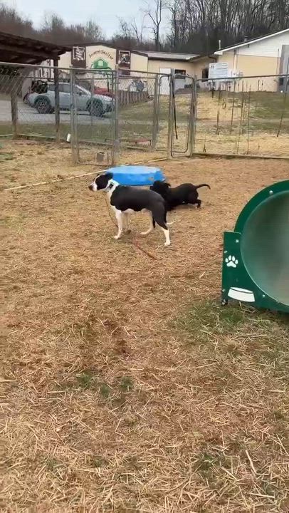 Enlarge Apple , a ADOPTABLE mixed breed in Burlington, CT video 6/6