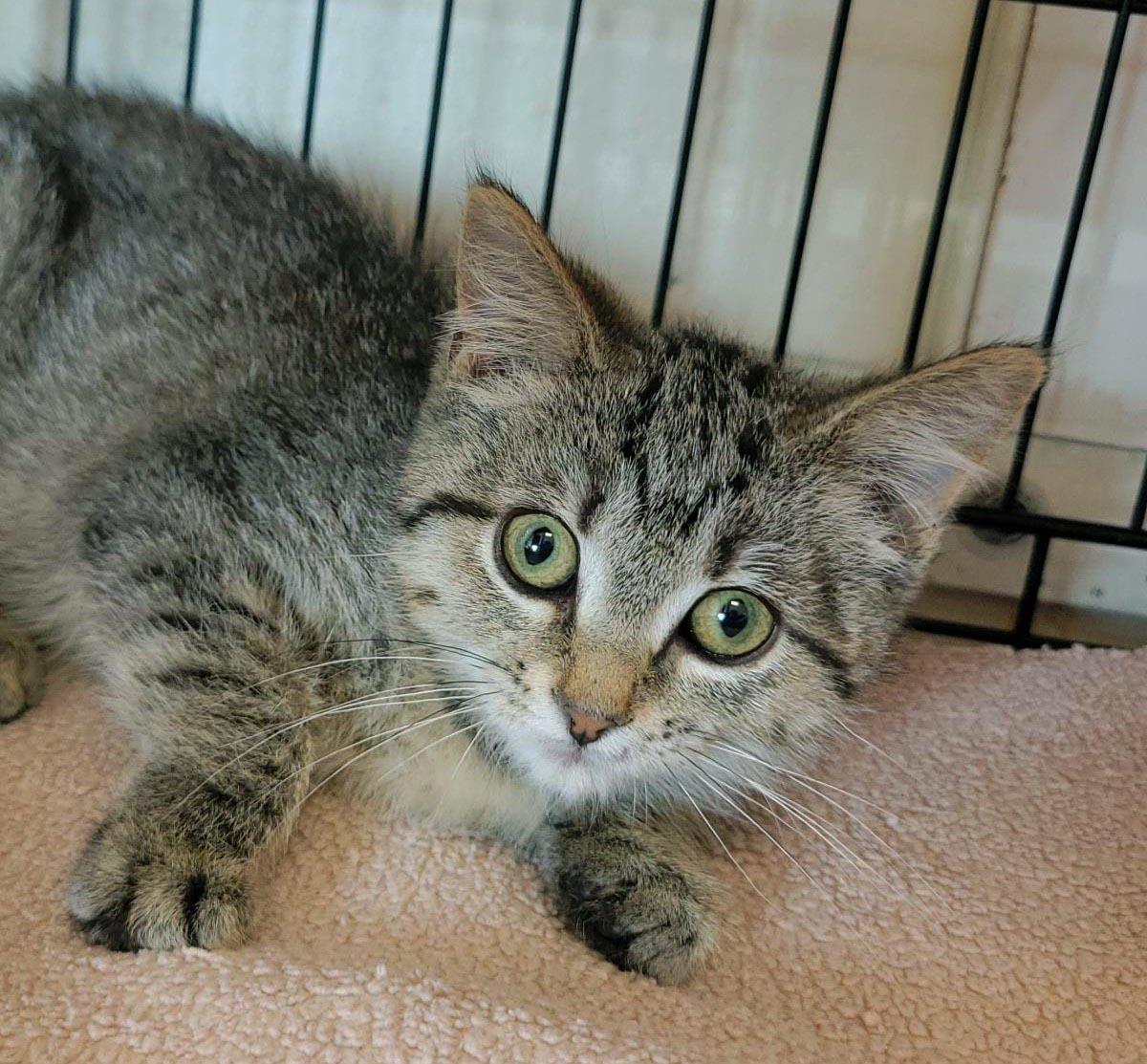 Pawtriot, Adoptable, Kitten Female Domestic Short Hair.